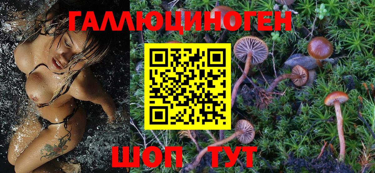 Псилоцибиновые грибы Psilocybine cubensis Старая Русса